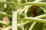 Sprout on stem.